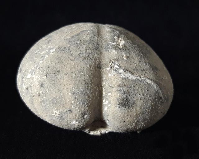 Micraster glyphus SCHLTER 1869 - Bild © FossNet FossilienStore